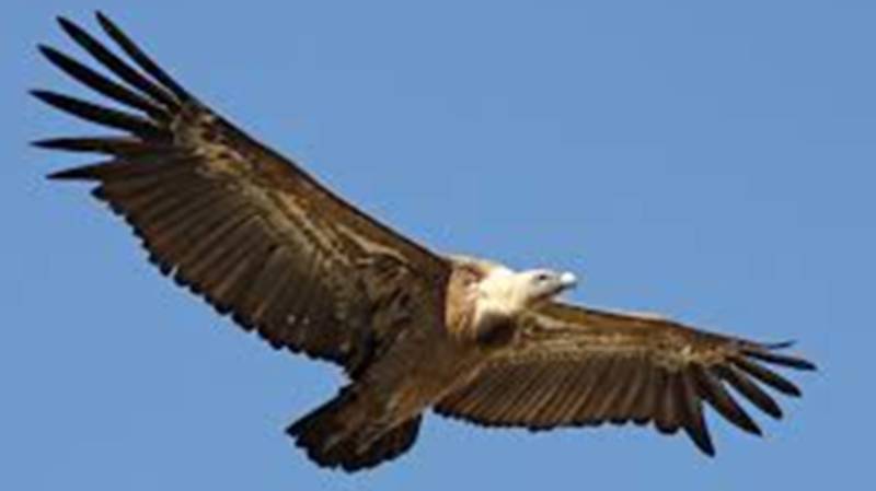 Avol doiseau3